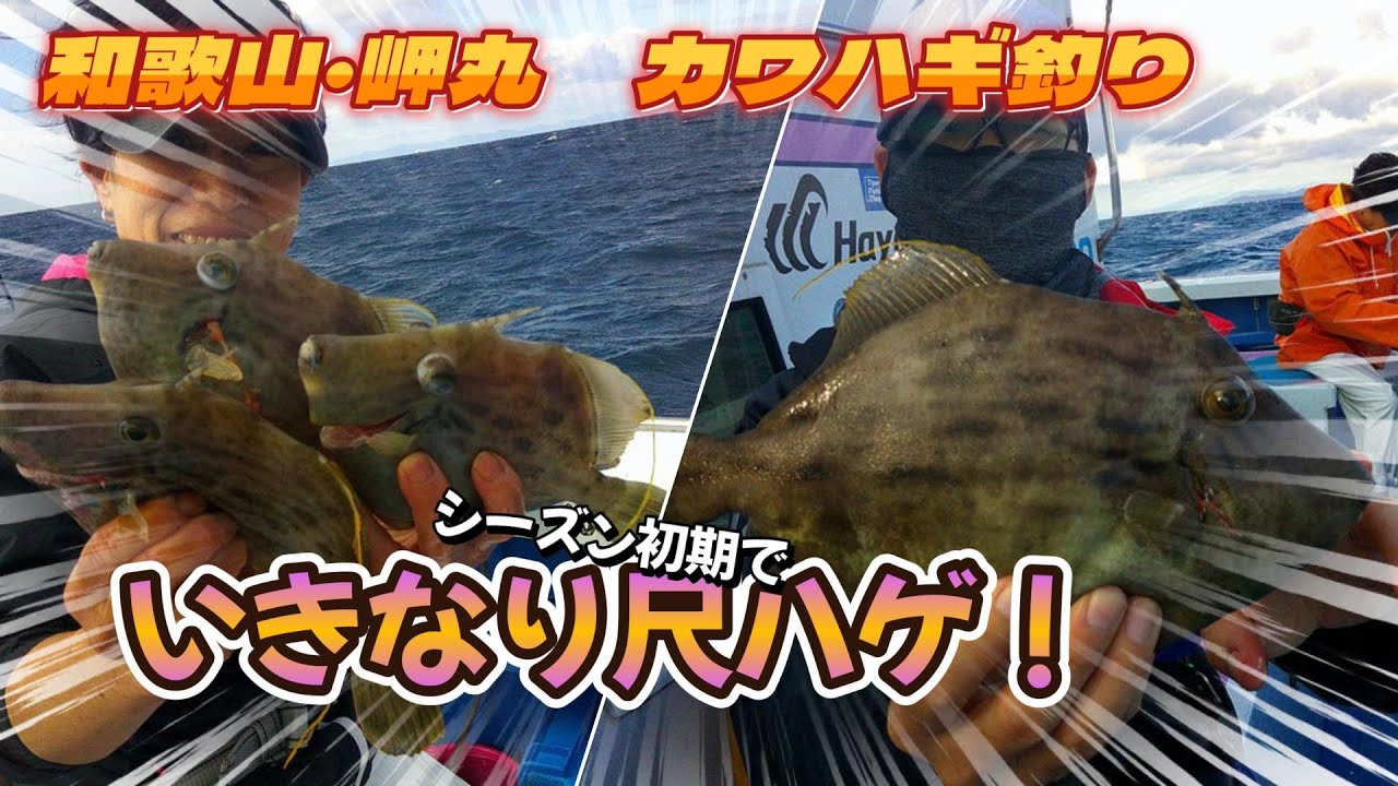 「シーズン初釣行でまさかの尺カワハギ！肝パン期待のカワハギ釣り【岬丸】」
