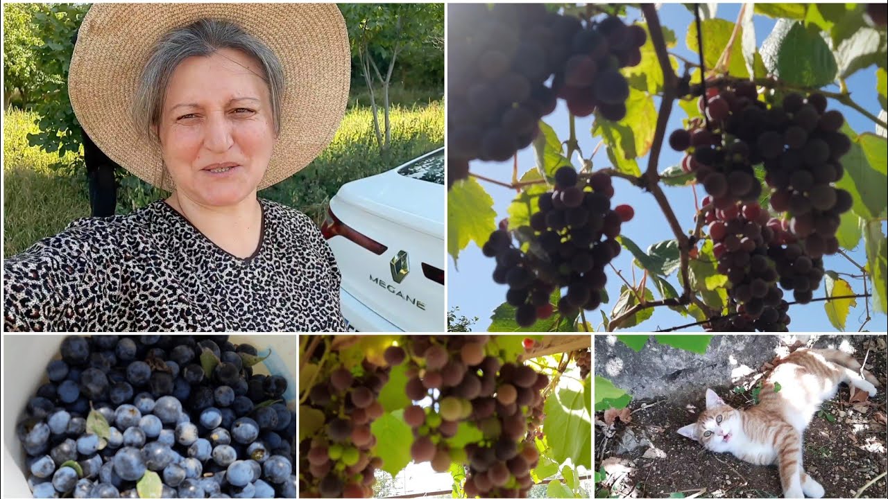 Yaban Eriği Topladım Köyden Güzel  Kareler