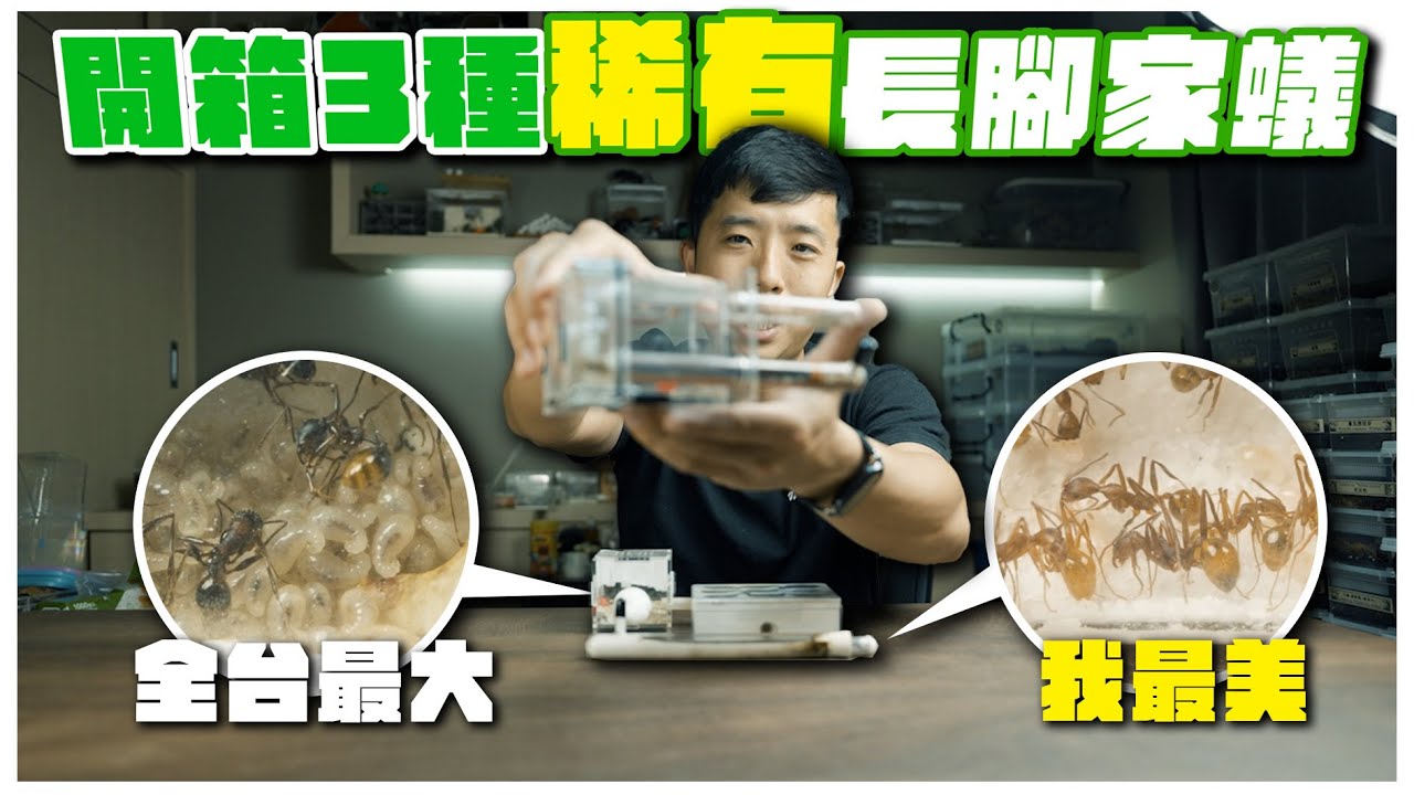 開箱！3種稀有「長腳家蟻」｜高橋長腳家蟻、天王長腳家蟻、蜘蛛腳長腳家蟻Aphaenogaster sp.｜搬運蟑螂餵食秀【臺灣蟻窟】