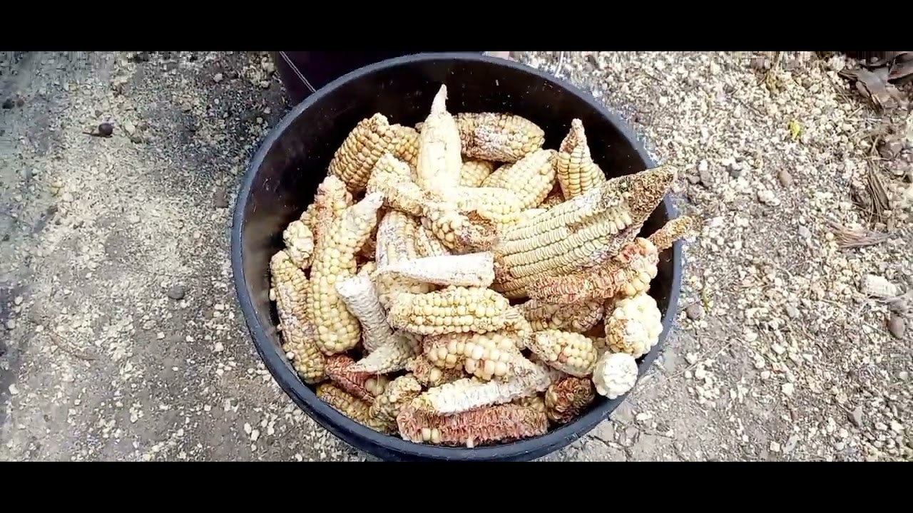How  To Grind Maize Corn Cobs For Poultry Feeds// Cost Saving//Village Life