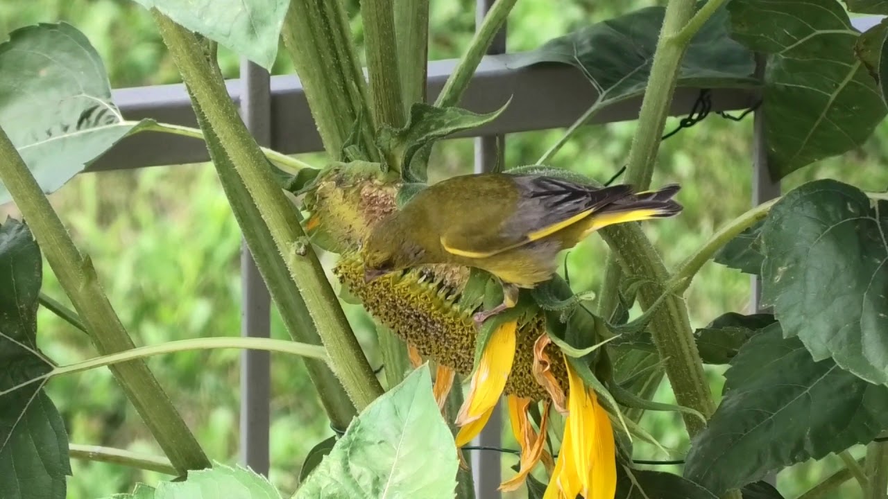 Verdoni & Girasoli