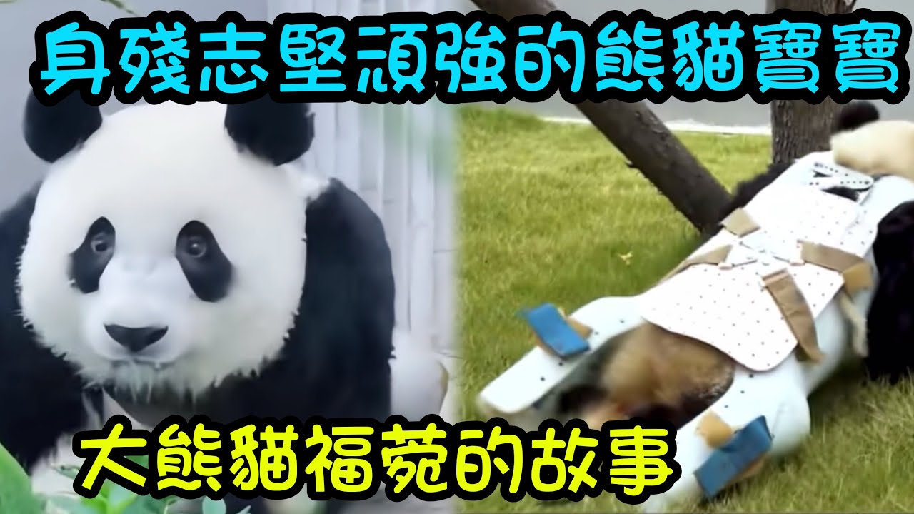 8月24日 殘疾大熊貓寶寶福菀的故事，一生不能走路身殘志堅的小熊#大熊猫福菀 #大熊猫宝宝 #成都大熊猫基地
