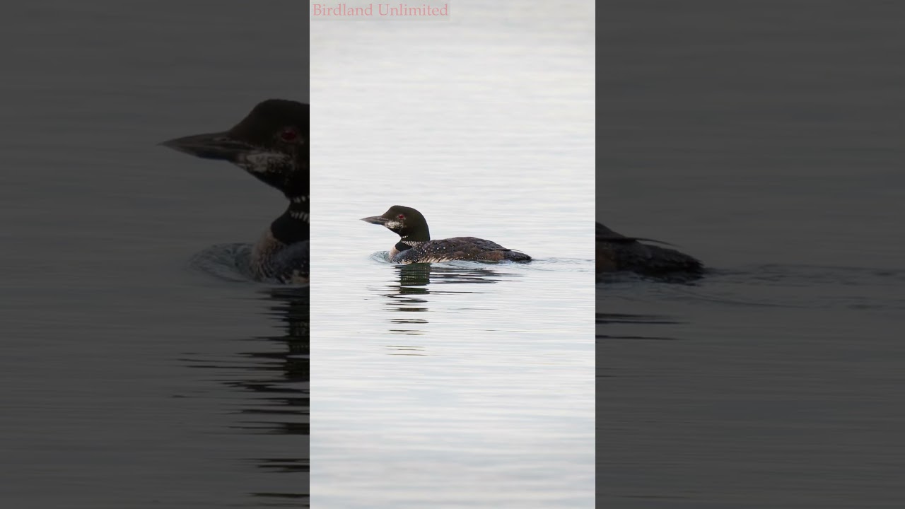 Loon Love: Loon Pair Gliding on Calm Waters #shorts