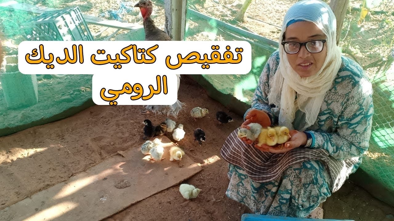 اخيرا البيبية خرجات الكتاكت د البط 🐣🦆وبيبي 🦃 تابعو معانا شحال وشنو وكلاتهوم سميرة كأول وجبة لهم