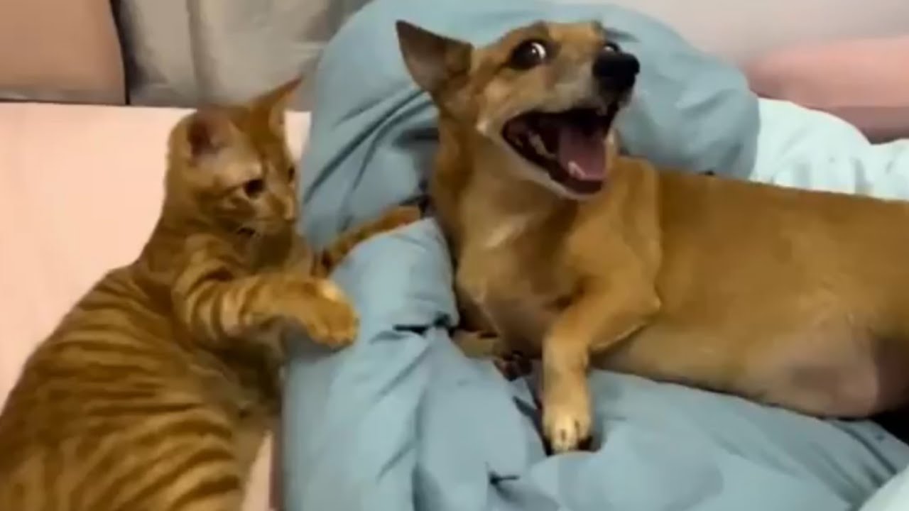 Постарайтесь не засмеяться 😂 Самые смешные видео с котами 2026 года. Эпизод 3