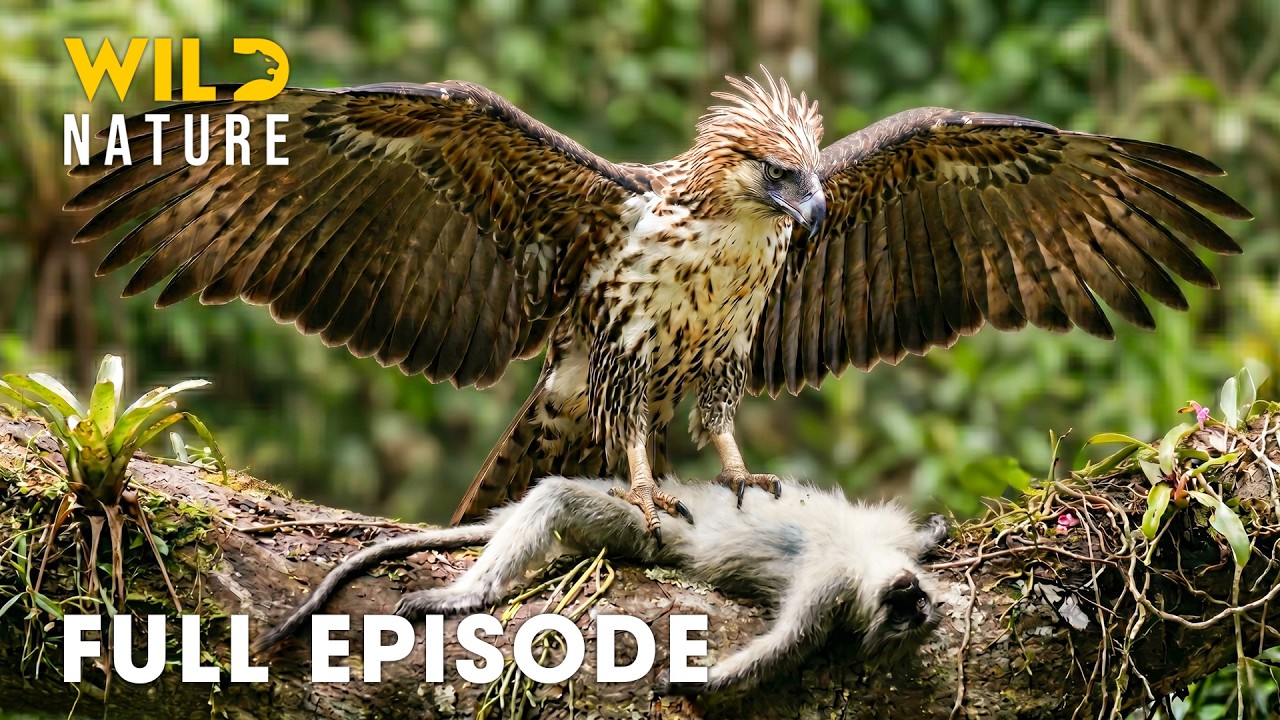 Philippines (Full Episode) | Survival Battles In The Wildest Islands | nature documentary