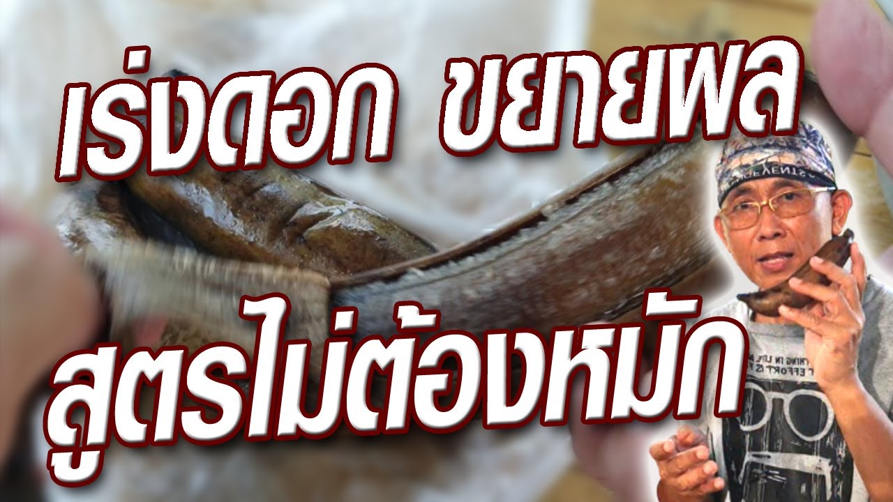 ปุ๋ยโพแทสเซียมจากกล้วยสุก สูตรไม่ต้องหมัก เร่งดอก ติดผล เพิ่มผลผลิต@ครูสวัสดิ์พาทํา ทําไปเรื่อย