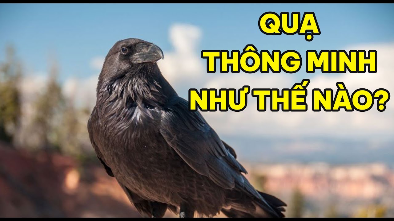 QUẠ THÔNG MINH ĐẾN MỨC NÀO? | Lang Thang Đó Đây