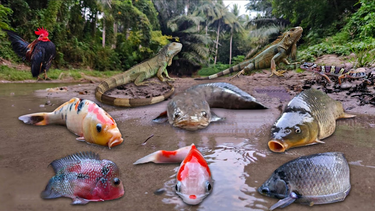 Wadidau! Finding Giant Snakehead Fish, Iguana, Betta Fish, Koi Fish, Gourami Fish, Turtle, Prawns