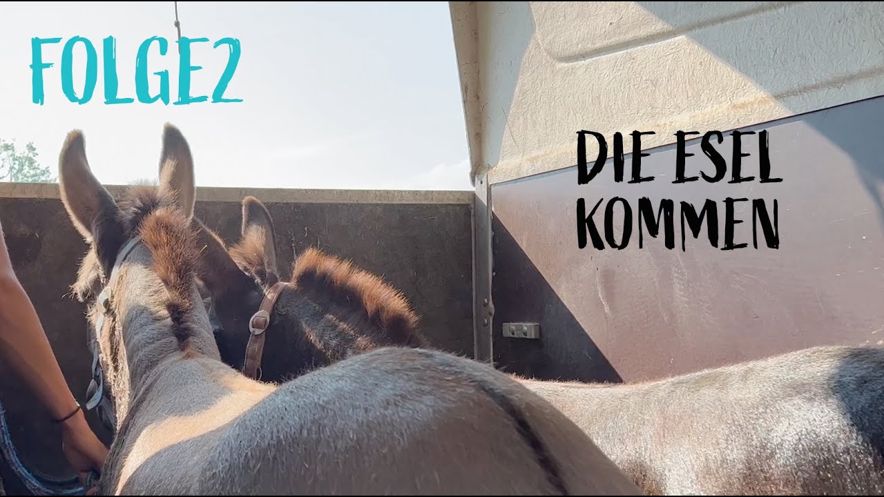 Die Esel kommen! - Folge 2