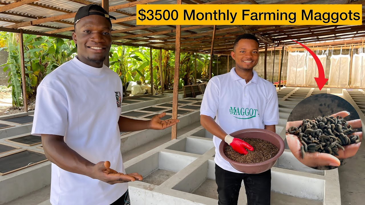 How A Nigerian Man Became A Millionaire Farming MAGGOTS In Africa