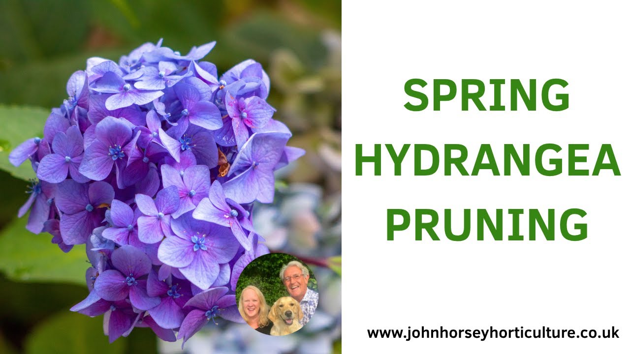 MASTER HYDRANGEA MACROPHYLLA SPRING PRUNING IN 5 MINUTES - BEAUTIFUL RESULTS!