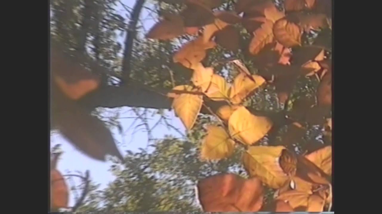lungfulls - thoughts of you