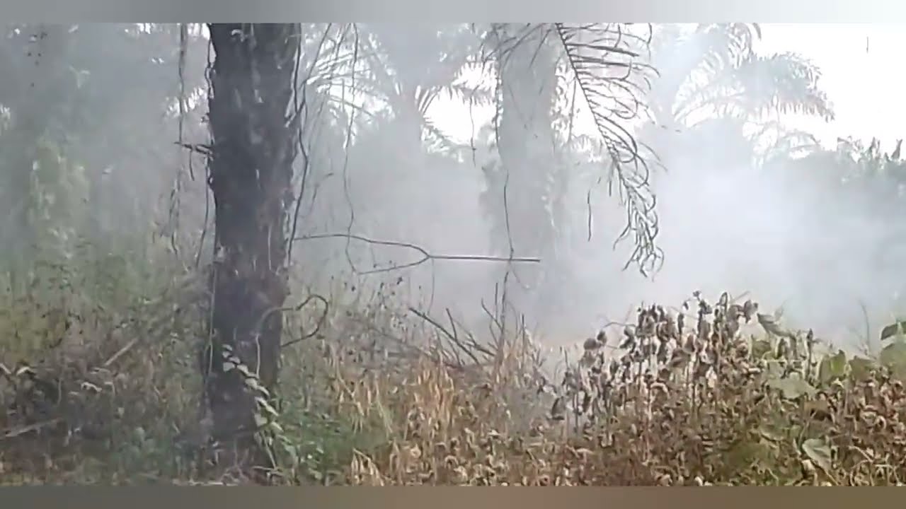 "KEBAKARAN KEBUN! Penyebab dan Cara Mengatasinya agar Tidak Terjadi Lagi"