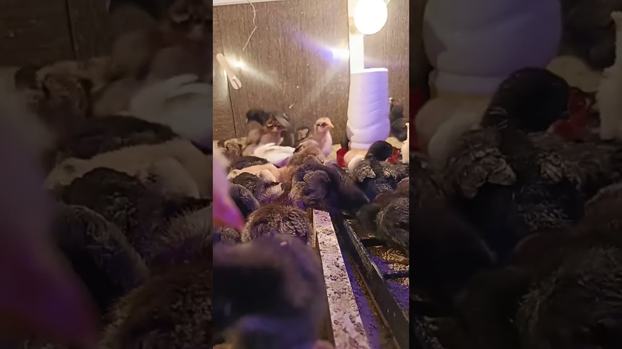 Day 07 The poultry kingdom Adilabad is live!