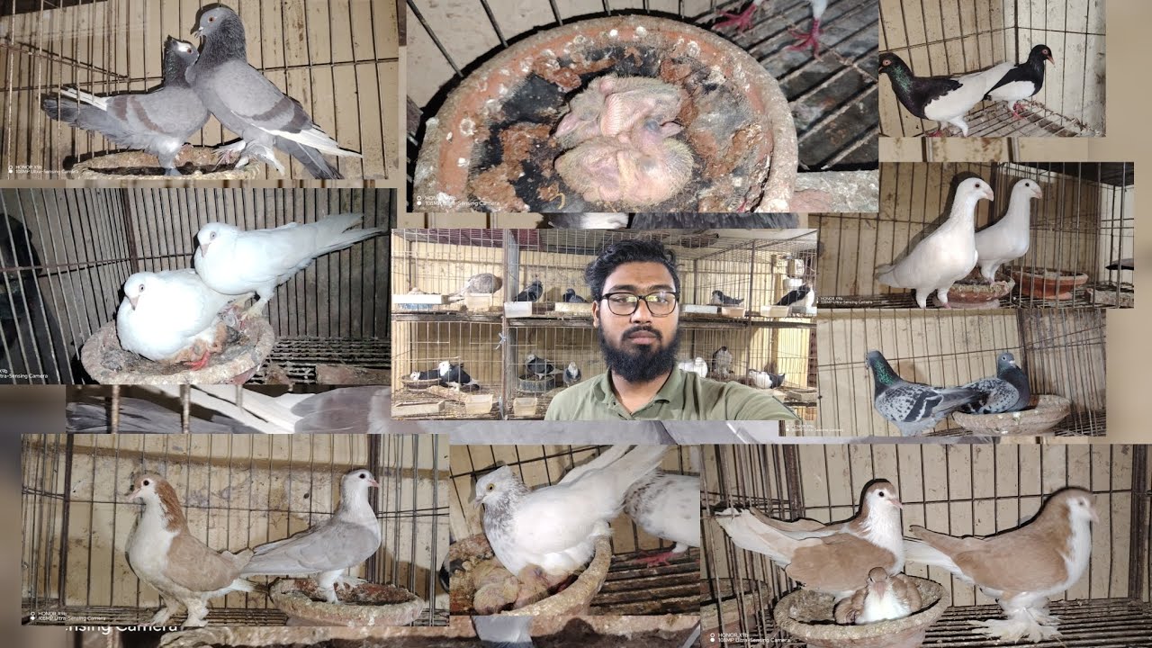 রাব্বি ভাইয়ের ধামাকা অফারে ১০০ প্লাস জোড়া কবুতর বাচ্চা সহ ডিম সহ, পানির দামে 