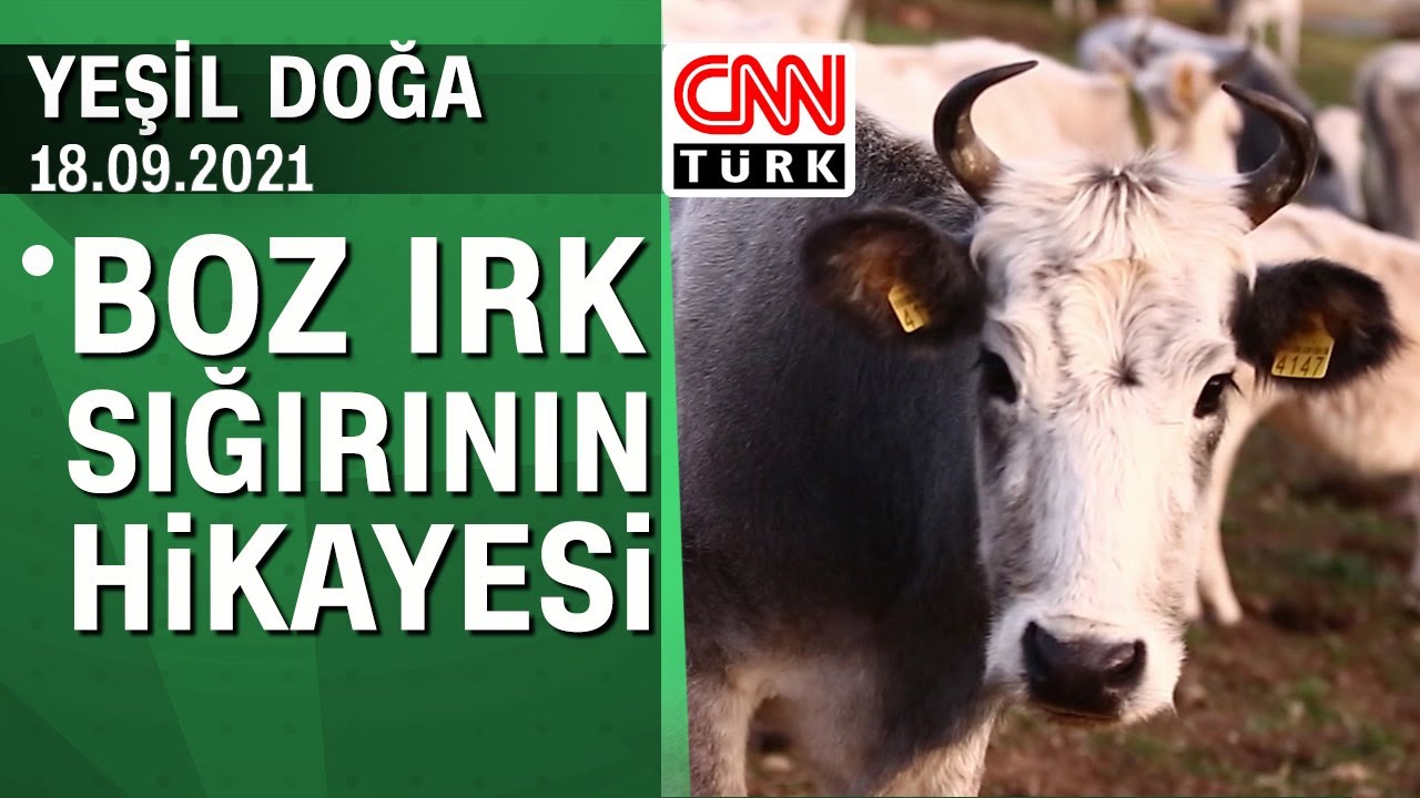 Boz ırk sığırının hayatta kalma mücadelesi - Yeşil Doğa 18.092021 Cumartesi