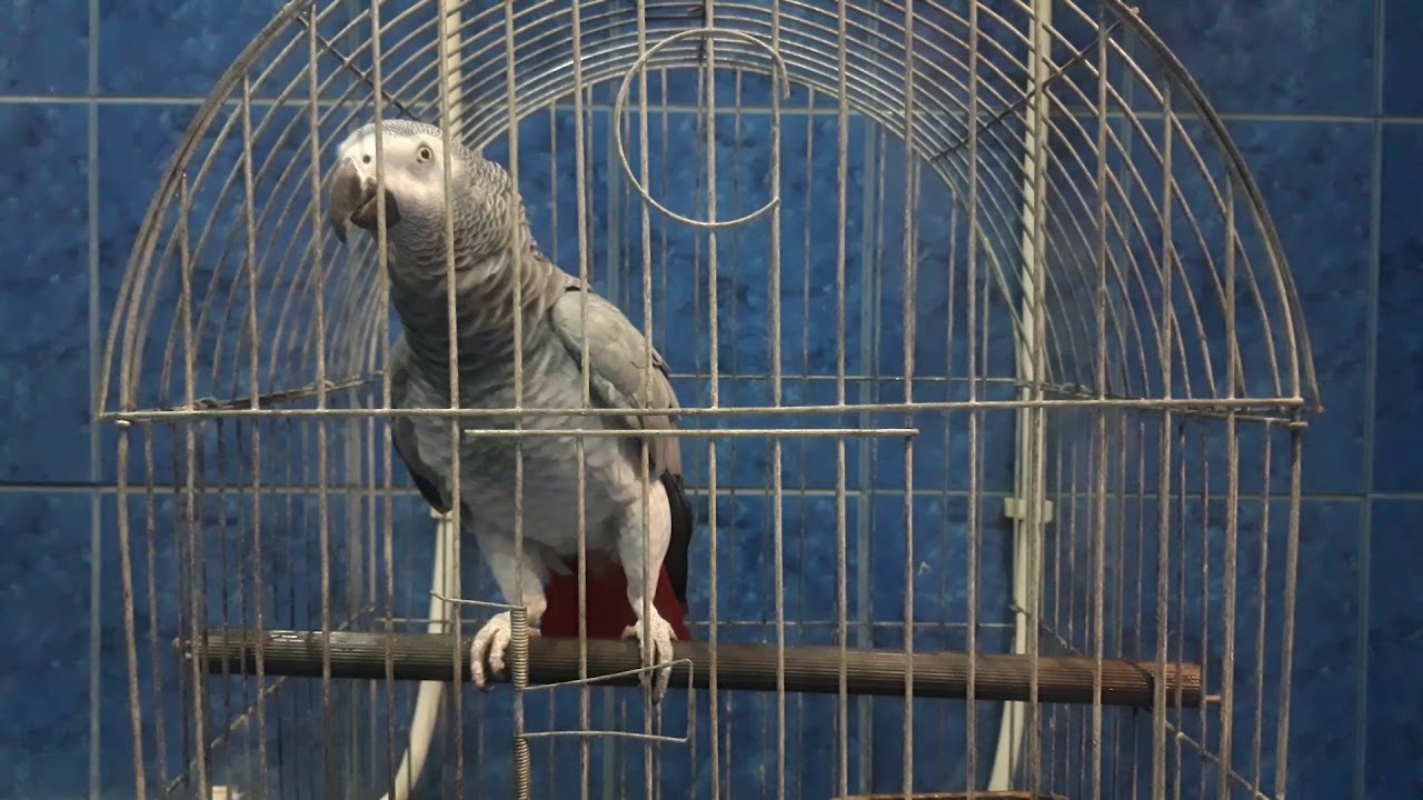 Говорящий весёлый попугай Խոսող զվարճալի  թութակը Le perroquet qui parle français