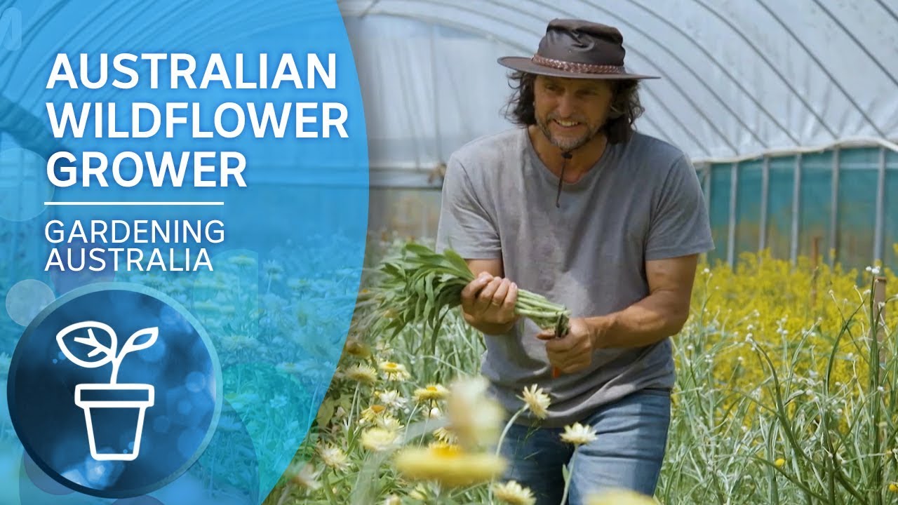 My Garden Path: Growing Australian Wildflowers