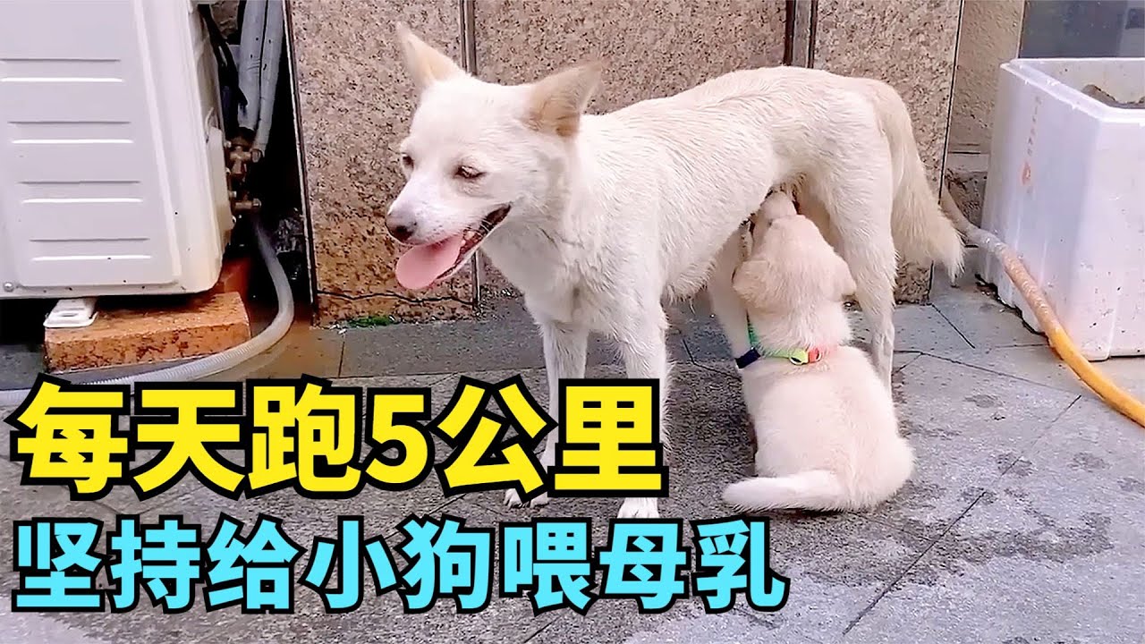 撿了一隻流浪小狗，狗媽媽每天堅持跑5公里過來喂母乳，直到有一天它不再出現了......#狗狗 #母愛 #寵物 #動物 #救助 #情感 #偉大 #真實故事 #感動 #淚目
