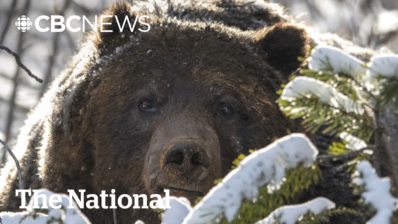 Banff's famous Grizzly 'The Boss' comes out of hibernation | The Moment