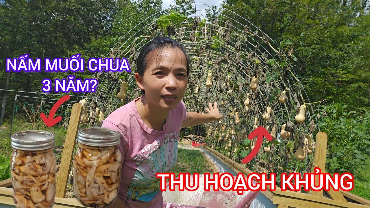 Thử thách làm Nấm Bào Ngư Muối Chua: Kỹ thuật đóng hộp của người Amish giữ được hơn 3 năm