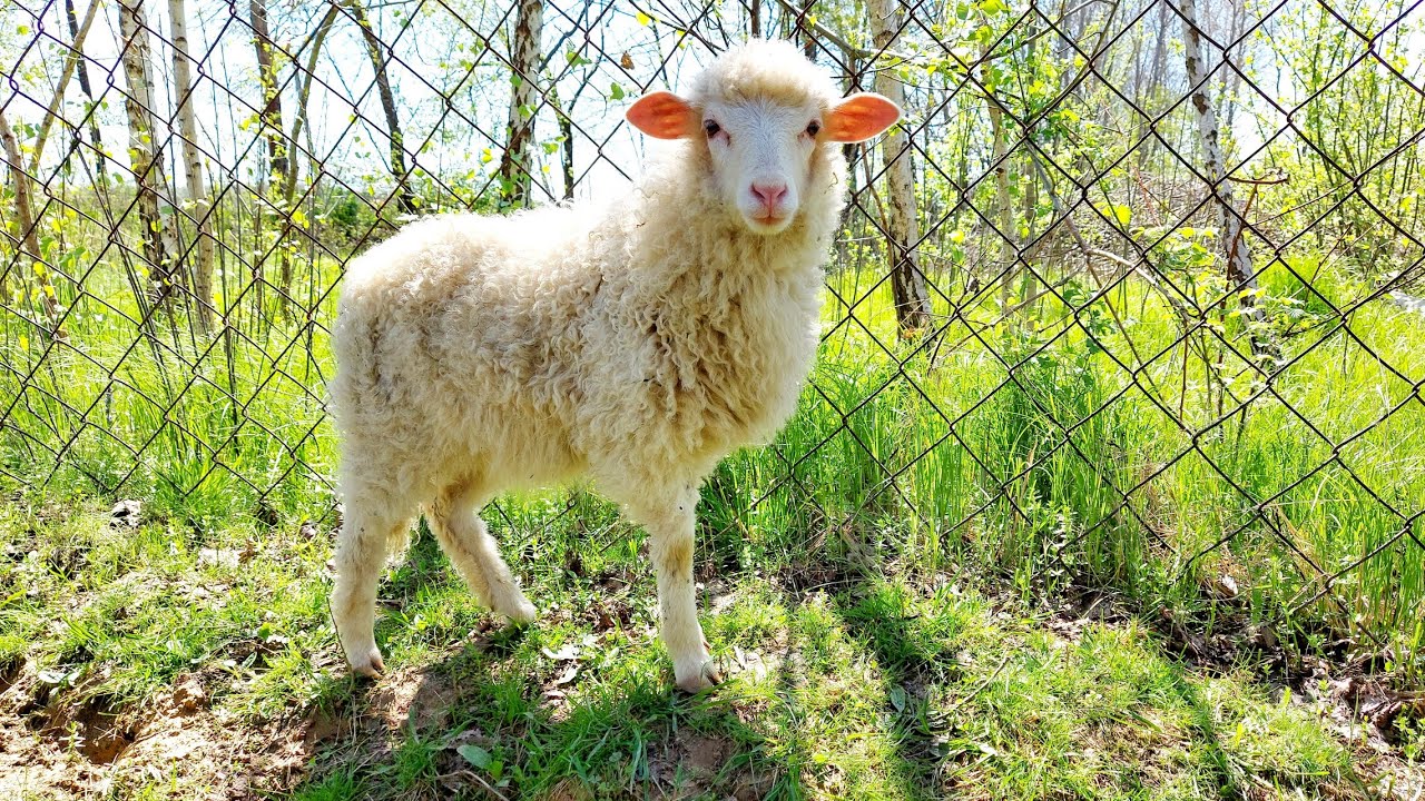 🦌Оленяча Ферма.🐏Раньчо Хайленд за Ізою що на Хустщині.🦓