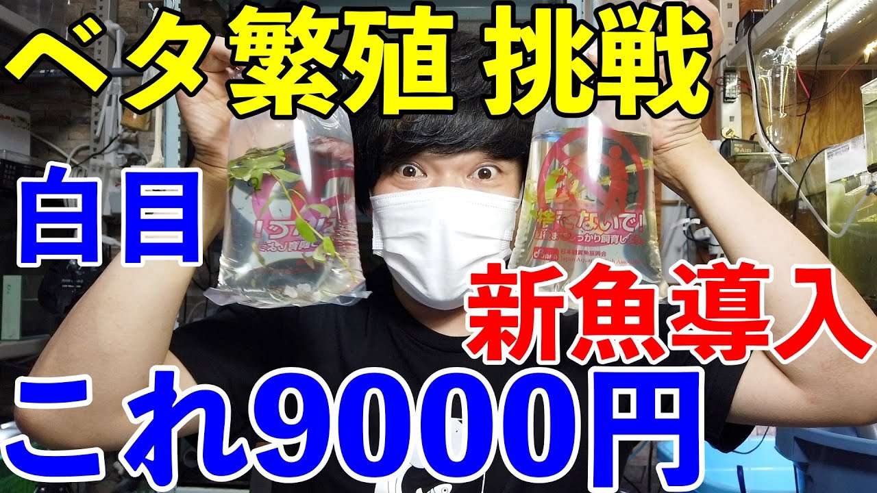 betta ベタの繁殖 Part1 完全マニュアル【アクアリウム】