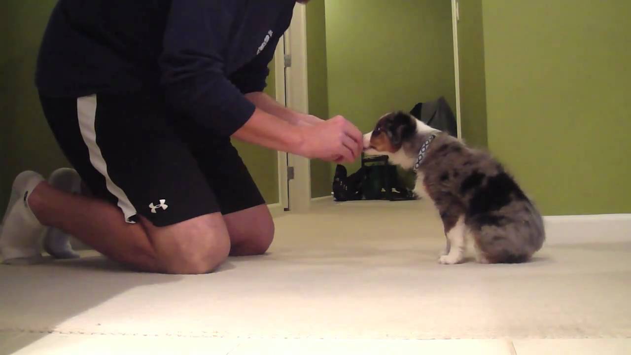 Mini Aussie Shepherd Chopper Obedience Training
