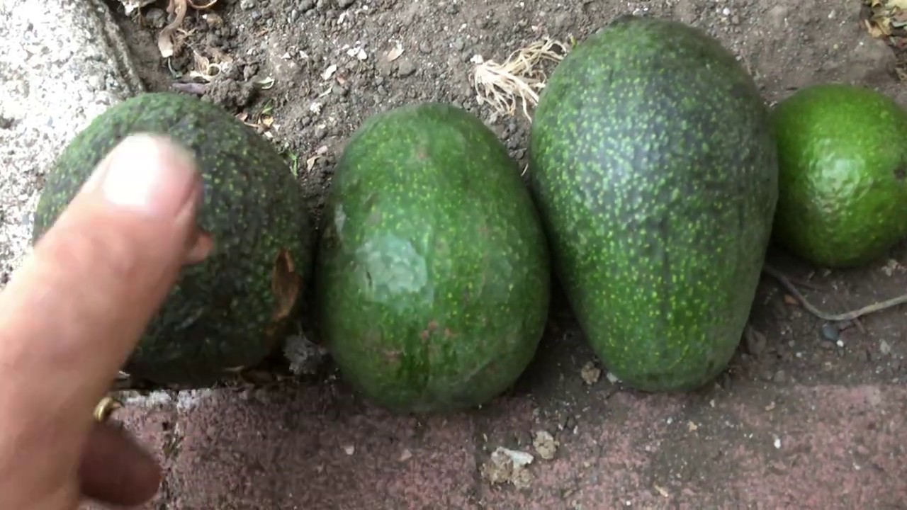 Avocado Trees Won&rsquo;t Grow in Northern California!!!