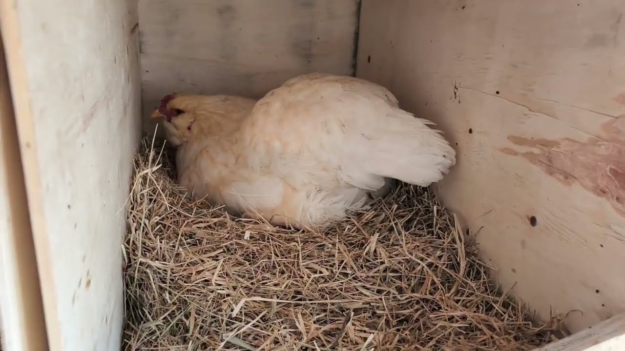 🛑ME DIÓ INFLUENZA 😫 te cuento, YEMITA PONIENDO HUEVO O CUECA 😱 gallina barbona 