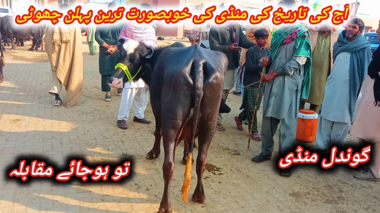 Beautiful 1st And 2nd Timer Pregnant And Milking Buffaloes For Sale At Gondal Maweshi Mandi Attock 