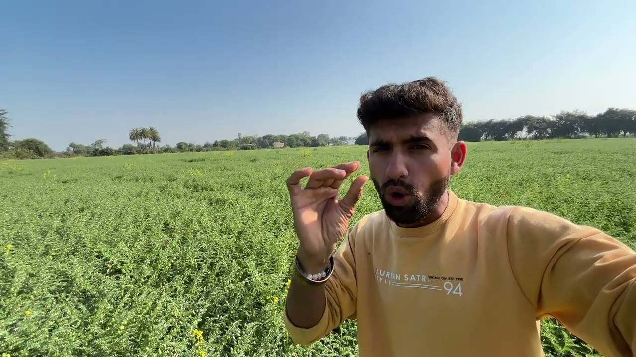 ￼चने की सबसे अच्छी किस्म rvg 204 | chana ii best variety #farming #kisan #chana #farmer