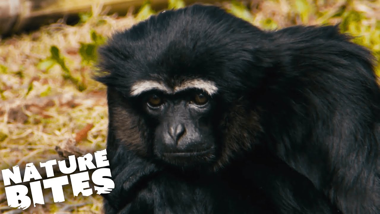 Baby Monkeys, Lion Cubs & More: Best Of Baby Animals! | Nature Bites