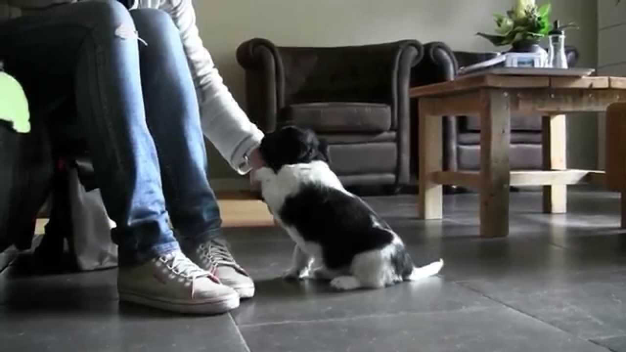 Stabij pups 6 weken part2