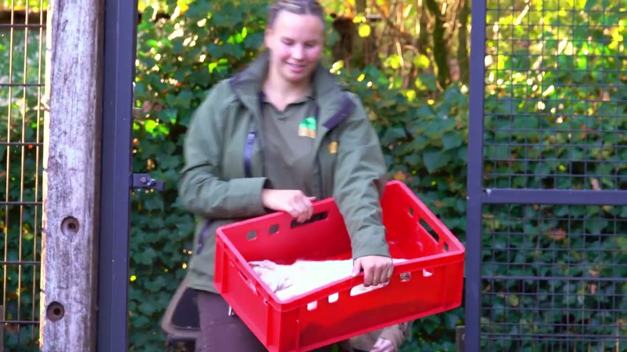 Trailer ZOOXperience Roofdieren Dierenpark ZiE-ZOO
