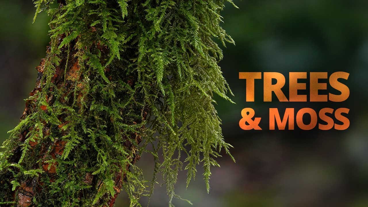 Winter Tree Portraits: Exploring Bark, Moss and Texture Up Close