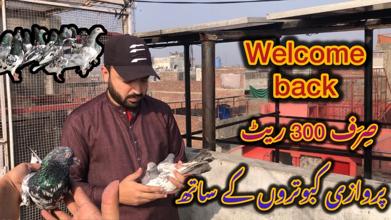 پروازی کبوترفارسیل 03341042965