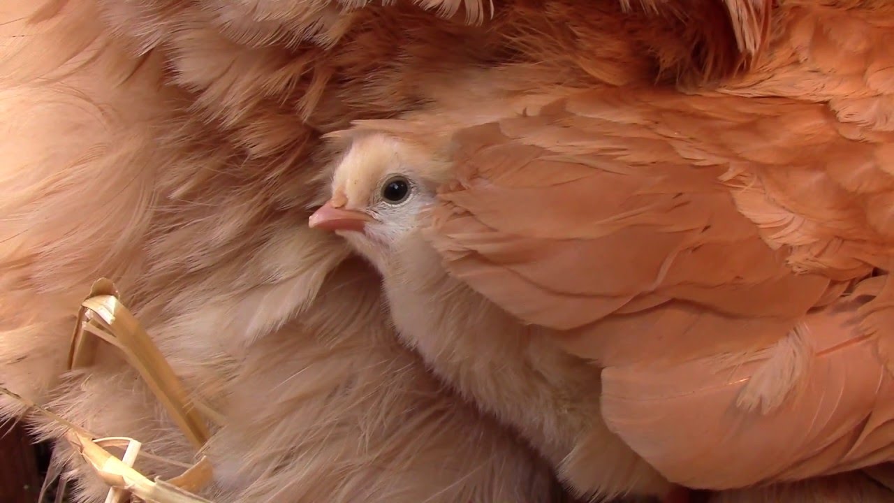 Brooding Chickens Outside - Part 4