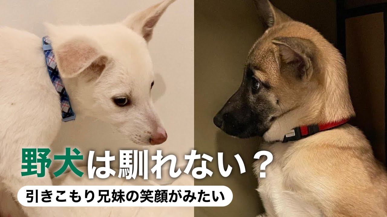 少しずつ心を開く野犬兄弟