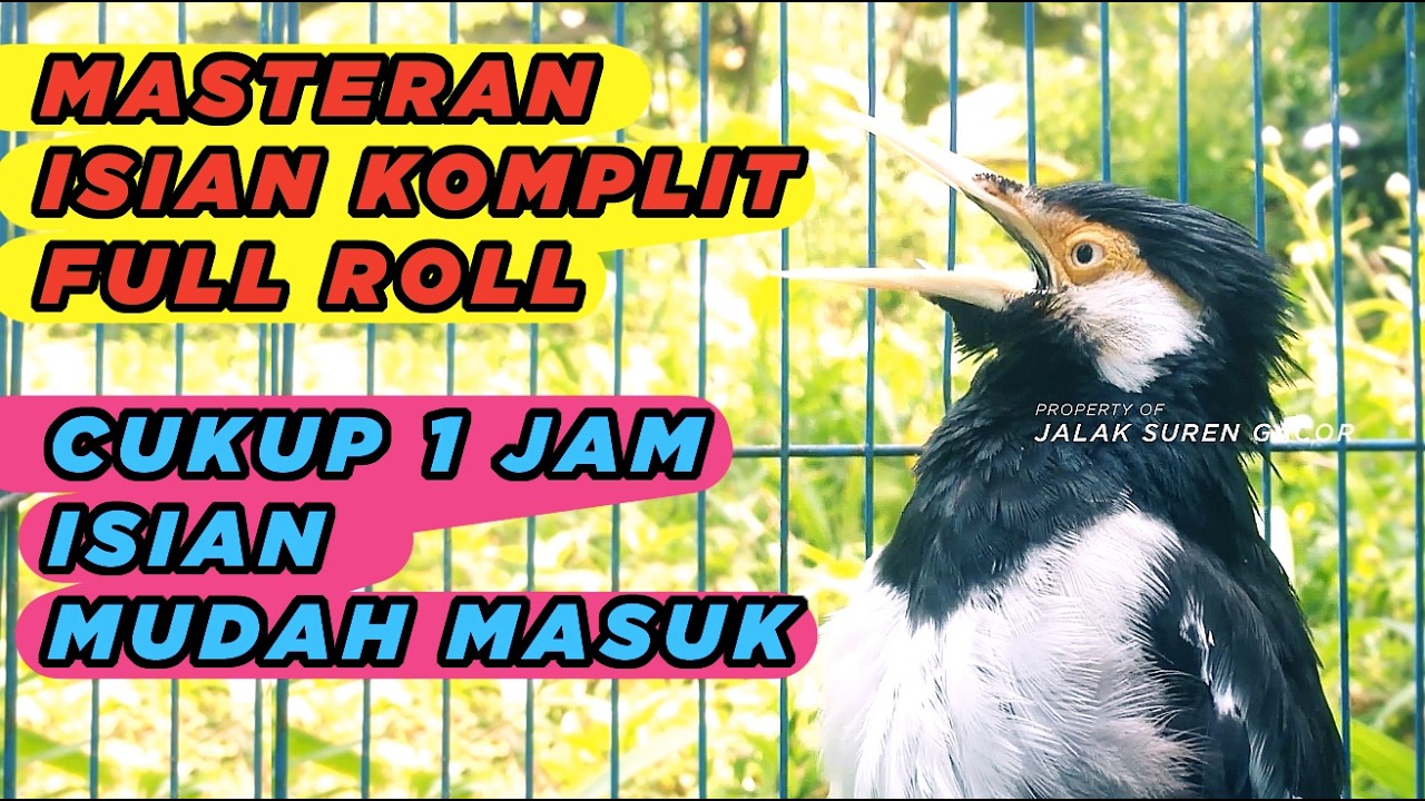 Burung Jalak Suren Gacor Full Isian Tembakan Mewah Kreasi Terbaru