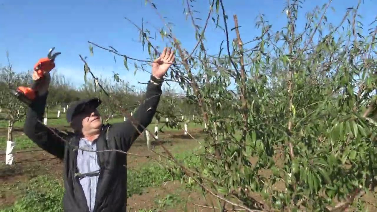 Poda Invierno 2º año Avijor L. Montalbán de Córdoba