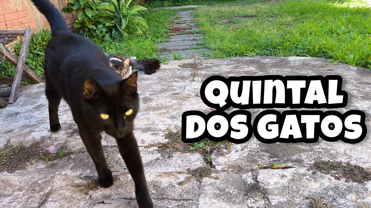 Uma tarde com gatinhos no quintal #catlover #gatinhos #cat