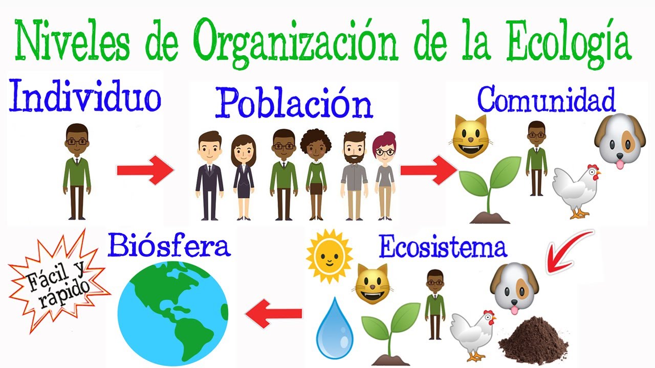 🌎Niveles de Organizaci&oacute;n de la Ecolog&iacute;a🌿 [F&aacute;cil y R&aacute;pido] | BIOLOG&Iacute;A |