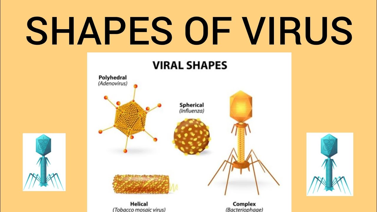 Shapes Of Viruses (LEC#03) Spherical, Filamentous, Icosahedral,Enveloped And Non Enveloped Viruses