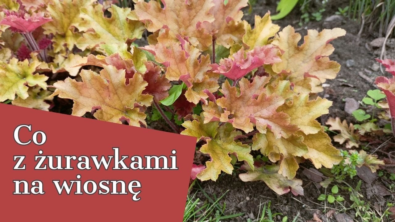 CO Z ŻURAWKAMI NA WIOSNĘ