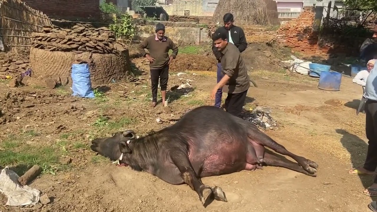 Symptoms of shock in buffalo l Treatment of anaphylactic shock l dr umar khan