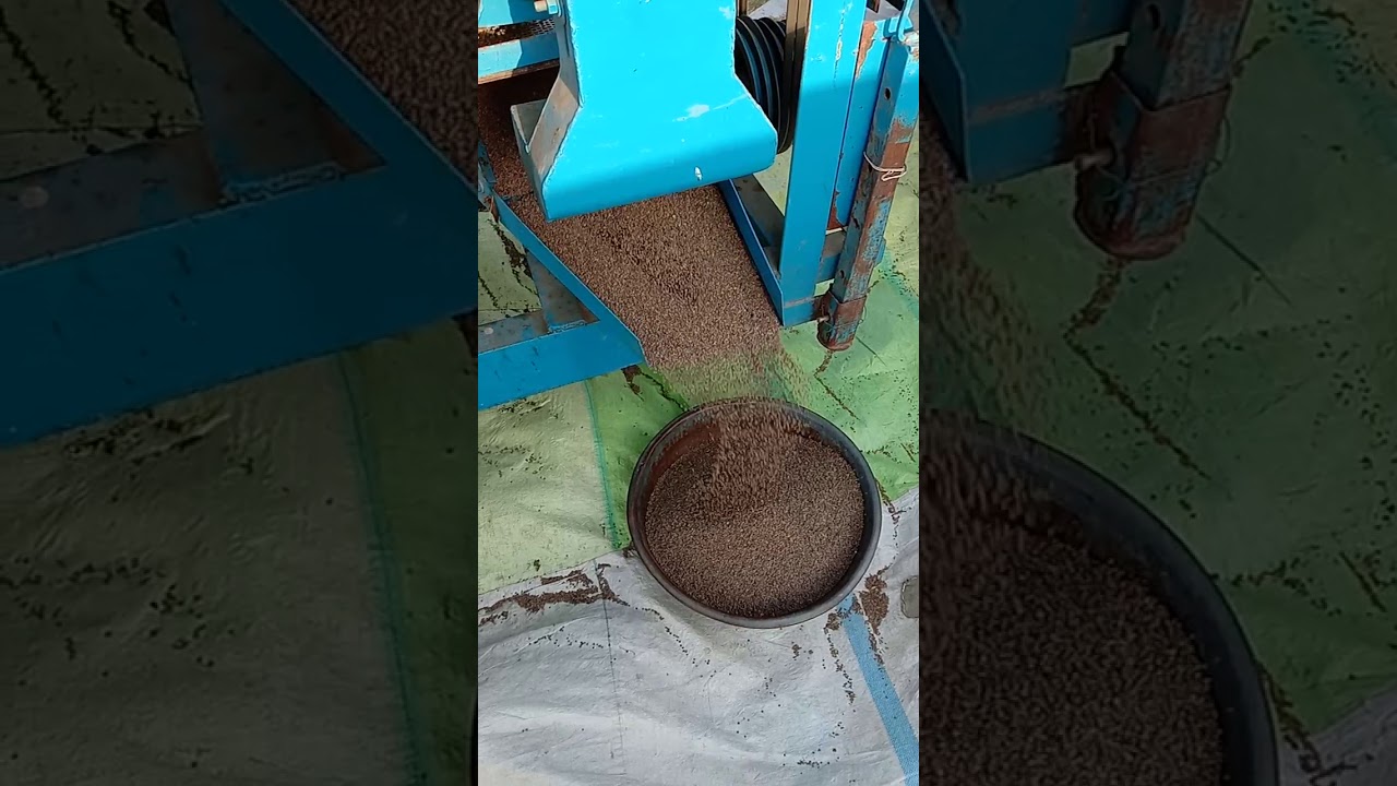 Sonalika Di50 with harnam thresher.. Masoor ki Quality