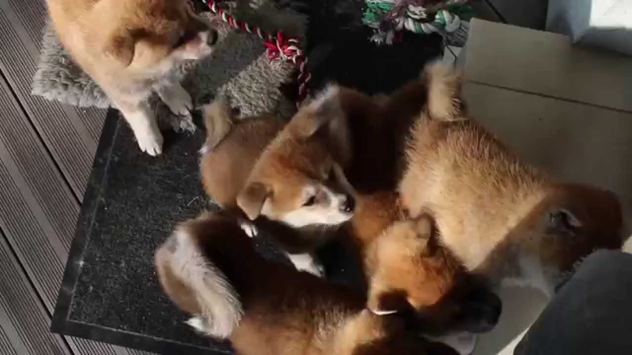 Socialisation Chiots Akita inu (CHIYO x KATSURO) 7ème et 8ème semaines