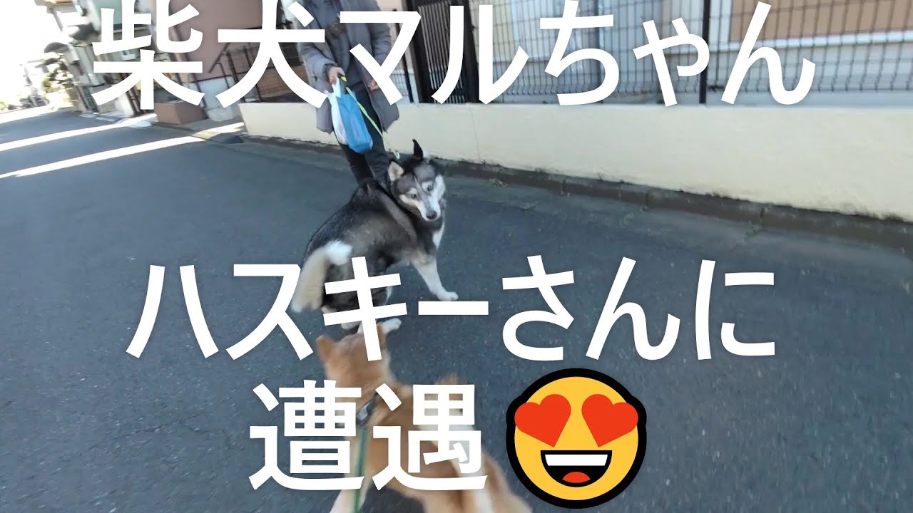 柴犬マルちゃん🐕‍🦺🚶‍♂️💚　お散歩の帰り道に可愛いハスキーさんに遭遇！💖　#shibainu Maru-chan